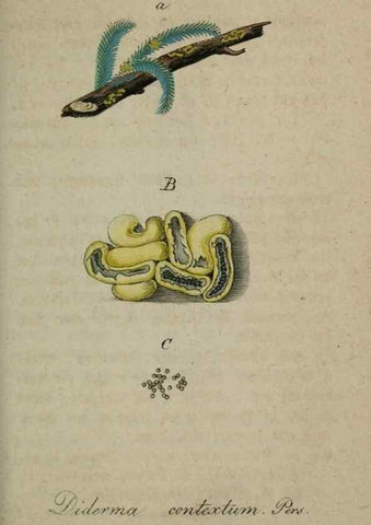 Reproducción/Reproduction 8959393906: Deutschlands Flora in Abbildungen nach der Natur :. Nürnberg,1817-