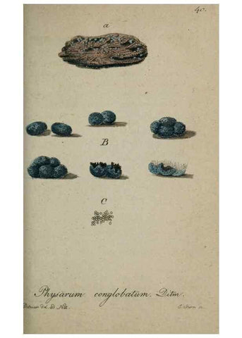 Reproducción/Reproduction 8958197923: Deutschlands Flora in Abbildungen nach der Natur :. Nürnberg,1817-