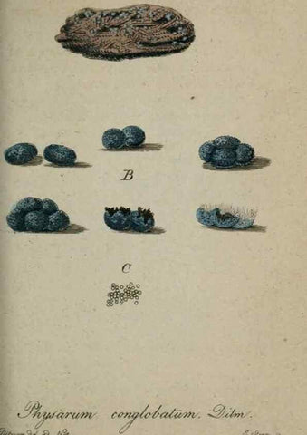 Reproducción/Reproduction 8958197923: Deutschlands Flora in Abbildungen nach der Natur :. Nürnberg,1817-