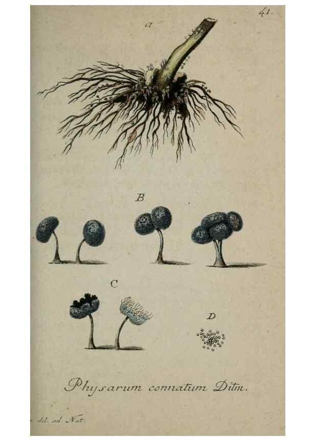 Reproducción/Reproduction 8959396242: Deutschlands Flora in Abbildungen nach der Natur :. Nürnberg,1817-