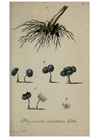 Reproducción/Reproduction 8959396242: Deutschlands Flora in Abbildungen nach der Natur :. Nürnberg,1817-