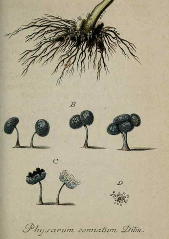 Reproducción/Reproduction 8959396242: Deutschlands Flora in Abbildungen nach der Natur :. Nürnberg,1817-