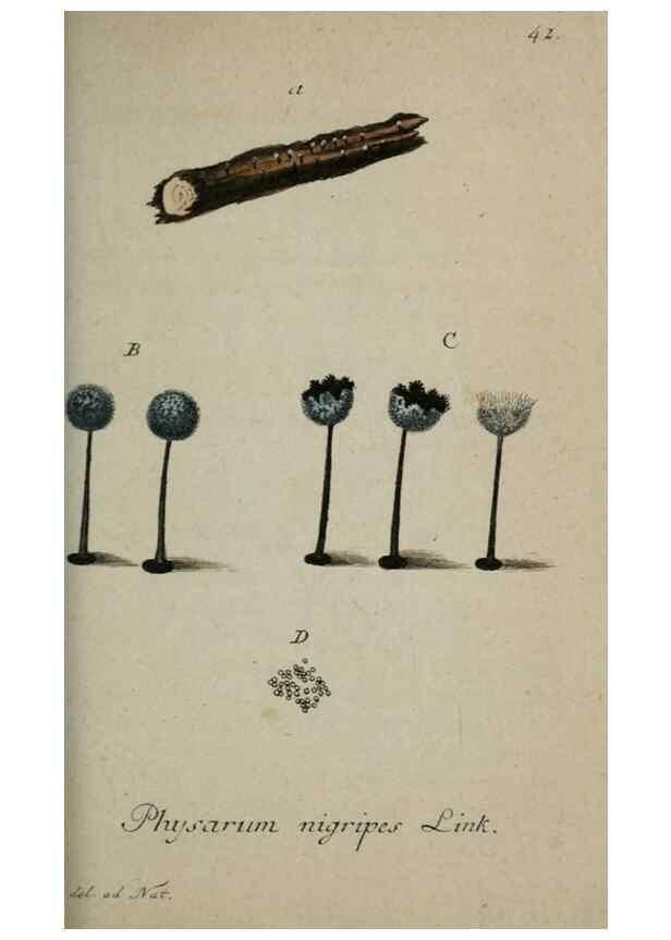 Reproducción/Reproduction 8959397296: Deutschlands Flora in Abbildungen nach der Natur :. Nürnberg,1817-