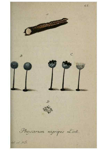 Reproducción/Reproduction 8959397296: Deutschlands Flora in Abbildungen nach der Natur :. Nürnberg,1817-