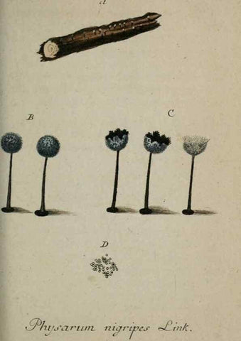 Reproducción/Reproduction 8959397296: Deutschlands Flora in Abbildungen nach der Natur :. Nürnberg,1817-