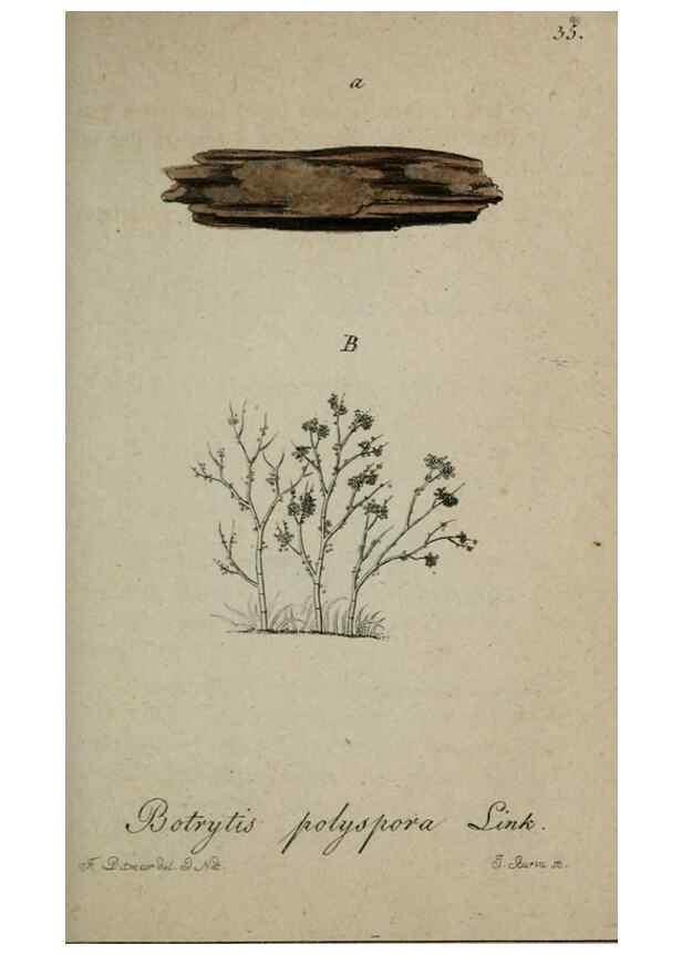 Reproducción/Reproduction 8958191367: Deutschlands Flora in Abbildungen nach der Natur :. Nürnberg,1817-
