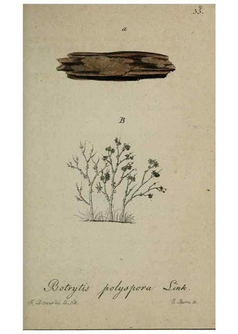 Reproducción/Reproduction 8958191367: Deutschlands Flora in Abbildungen nach der Natur :. Nürnberg,1817-