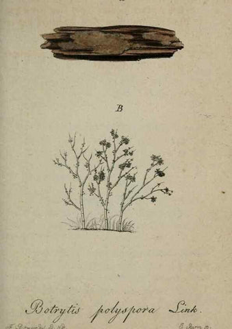 Reproducción/Reproduction 8958191367: Deutschlands Flora in Abbildungen nach der Natur :. Nürnberg,1817-