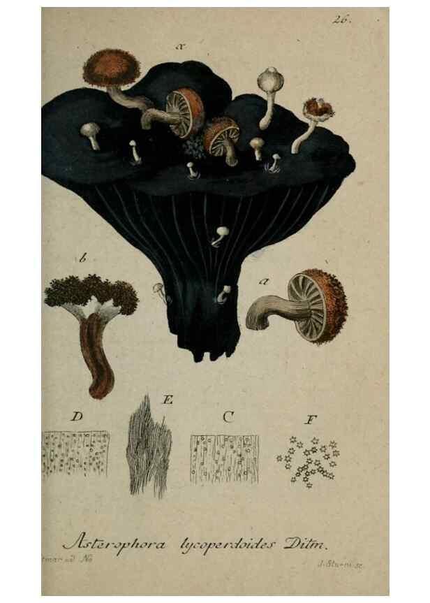 Reproducción/Reproduction 8959375808: Deutschlands Flora in Abbildungen nach der Natur :. Nürnberg,1817-