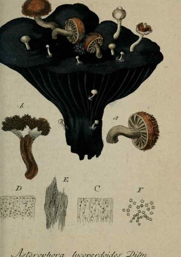 Reproducción/Reproduction 8959375808: Deutschlands Flora in Abbildungen nach der Natur :. Nürnberg,1817-