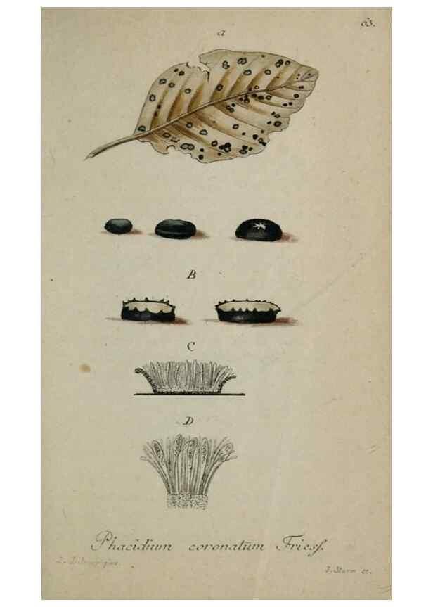 Reproducción/Reproduction 8959422306: Deutschlands Flora in Abbildungen nach der Natur :. Nürnberg,1817-