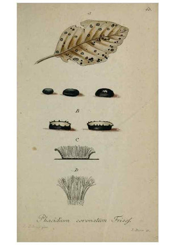 Reproducción/Reproduction 8959422306: Deutschlands Flora in Abbildungen nach der Natur :. Nürnberg,1817-