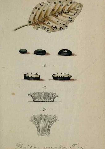 Reproducción/Reproduction 8959422306: Deutschlands Flora in Abbildungen nach der Natur :. Nürnberg,1817-
