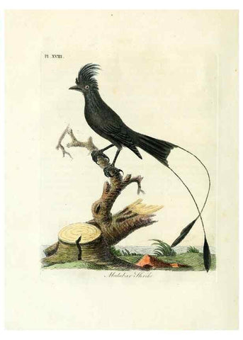 Reproducción/Reproduction 8967620153: A general history of birds /. Winchester [England] :Printed by Jacob and Johnson, for the author : sold in London by G. and W.B. Whittaker ... [and 3 others],1821-1828.