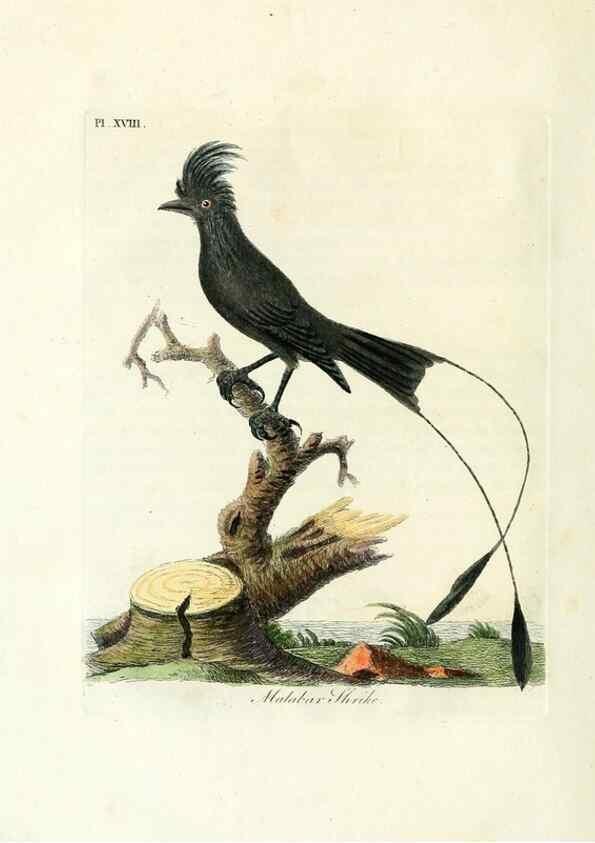 Reproducción/Reproduction 8967620153: A general history of birds /. Winchester [England] :Printed by Jacob and Johnson, for the author : sold in London by G. and W.B. Whittaker ... [and 3 others],1821-1828.