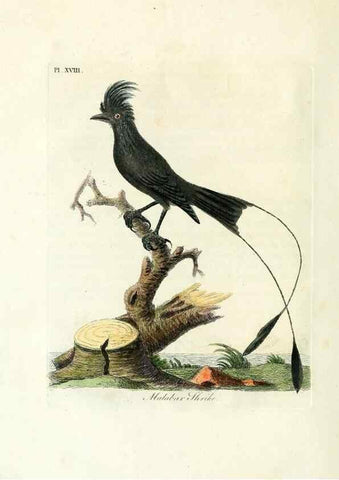 Reproducción/Reproduction 8967620153: A general history of birds /. Winchester [England] :Printed by Jacob and Johnson, for the author : sold in London by G. and W.B. Whittaker ... [and 3 others],1821-1828.