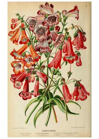 Reproducción/Reproduction 8968088035: Neerland's Plantentuin :. Groningen :J. Wolters,1865-1867.