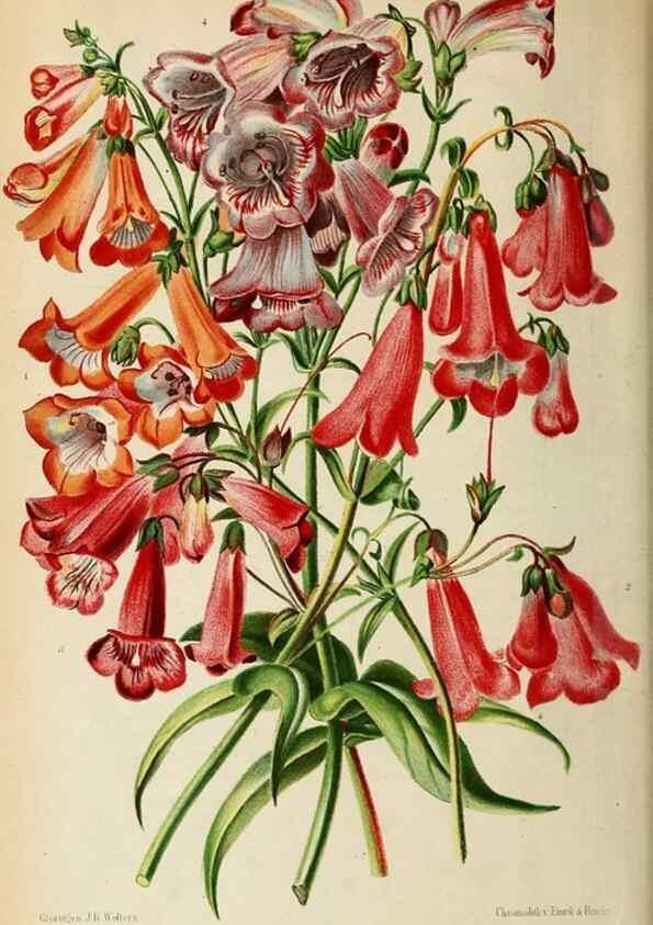 Reproducción/Reproduction 8968088035: Neerland's Plantentuin :. Groningen :J. Wolters,1865-1867.