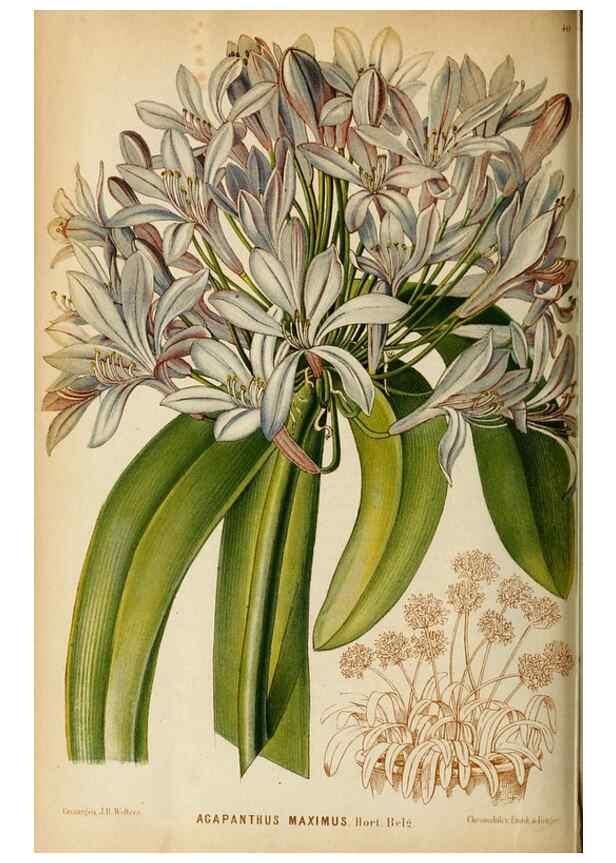Reproducción/Reproduction 8968091951: Neerland's Plantentuin :. Groningen :J. Wolters,1865-1867.