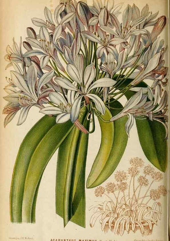 Reproducción/Reproduction 8968091951: Neerland's Plantentuin :. Groningen :J. Wolters,1865-1867.