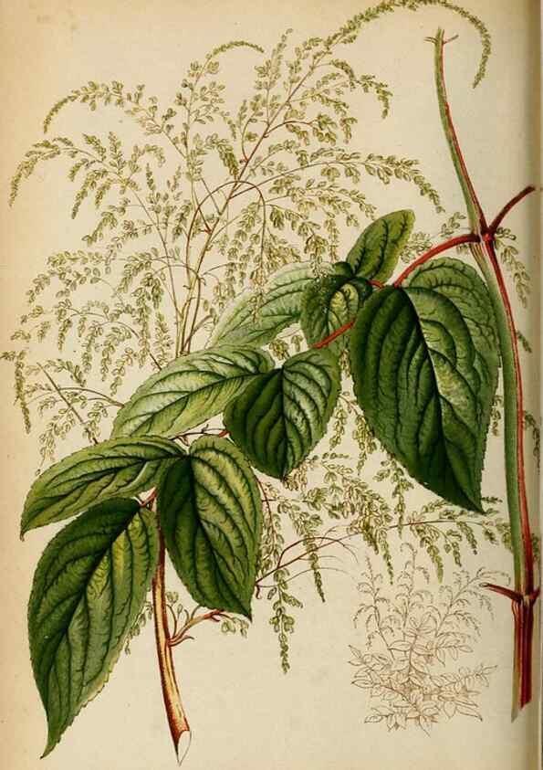 Reproducción/Reproduction 8968095395: Neerland's Plantentuin :. Groningen :J. Wolters,1865-1867.