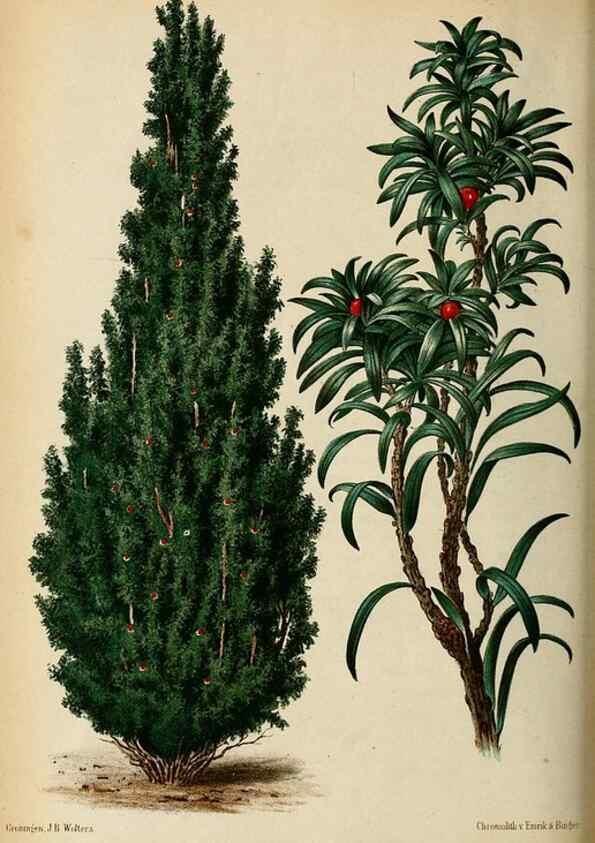 Reproducción/Reproduction 8969289024: Neerland's Plantentuin :. Groningen :J. Wolters,1865-1867.
