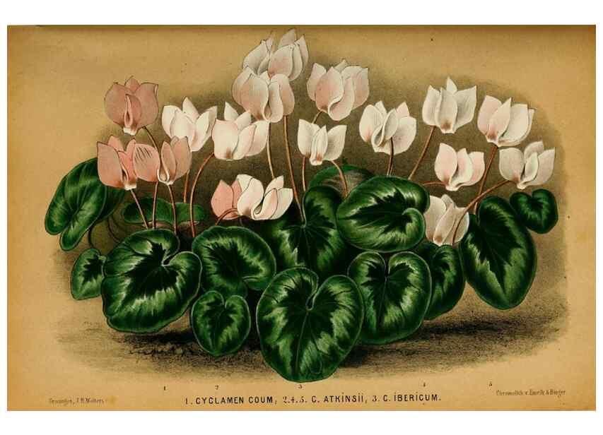 Reproducción/Reproduction 8968101839: Neerland's Plantentuin :. Groningen :J. Wolters,1865-1867.