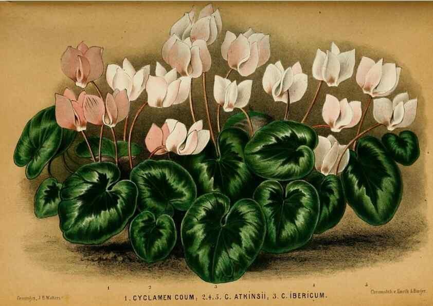 Reproducción/Reproduction 8968101839: Neerland's Plantentuin :. Groningen :J. Wolters,1865-1867.
