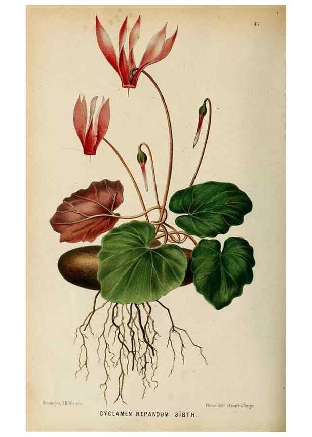 Reproducción/Reproduction 8969293740: Neerland's Plantentuin :. Groningen :J. Wolters,1865-1867.