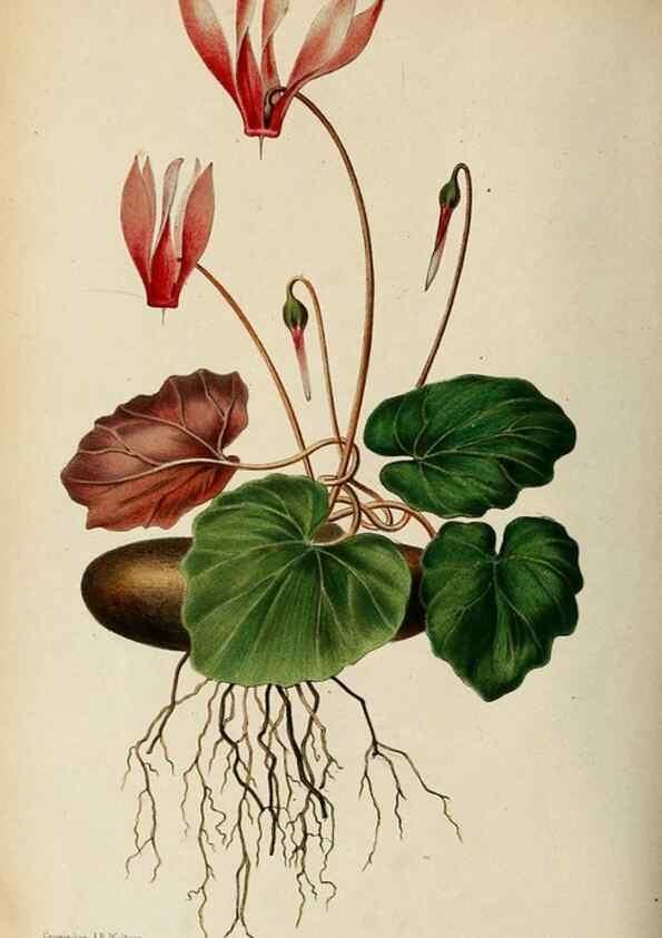 Reproducción/Reproduction 8969293740: Neerland's Plantentuin :. Groningen :J. Wolters,1865-1867.