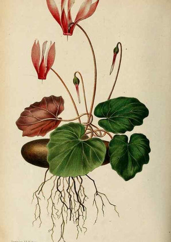 Reproducción/Reproduction 8969293740: Neerland's Plantentuin :. Groningen :J. Wolters,1865-1867.