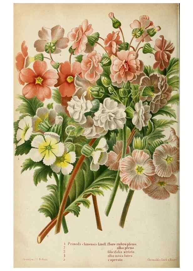Reproducción/Reproduction 8968105635: Neerland's Plantentuin :. Groningen :J. Wolters,1865-1867.