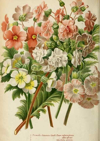Reproducción/Reproduction 8968105635: Neerland's Plantentuin :. Groningen :J. Wolters,1865-1867.