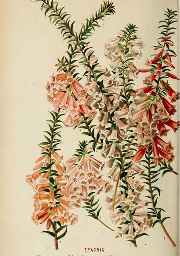 Reproducción/Reproduction 8968107565: Neerland's Plantentuin :. Groningen :J. Wolters,1865-1867.