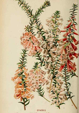 Reproducción/Reproduction 8968107565: Neerland's Plantentuin :. Groningen :J. Wolters,1865-1867.