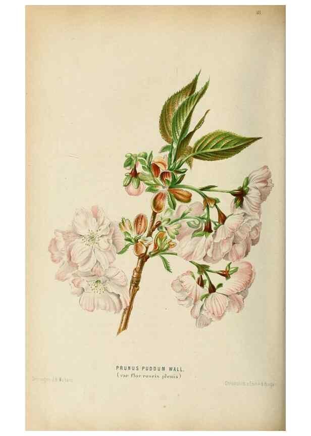 Reproducción/Reproduction 8969299188: Neerland's Plantentuin :. Groningen :J. Wolters,1865-1867.