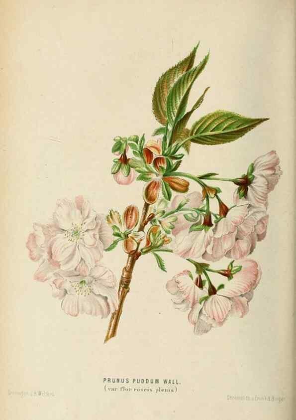 Reproducción/Reproduction 8969299188: Neerland's Plantentuin :. Groningen :J. Wolters,1865-1867.