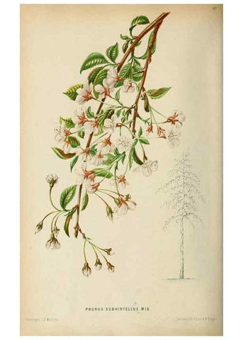 Reproducción/Reproduction 8968110757: Neerland's Plantentuin :. Groningen :J. Wolters,1865-1867.