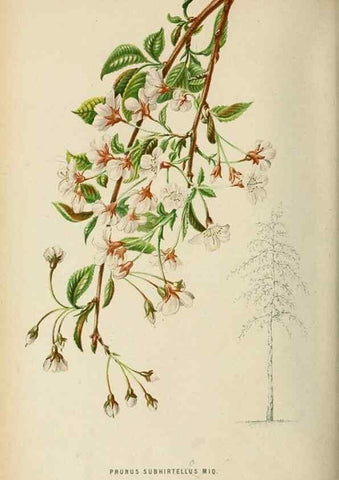 Reproducción/Reproduction 8968110757: Neerland's Plantentuin :. Groningen :J. Wolters,1865-1867.