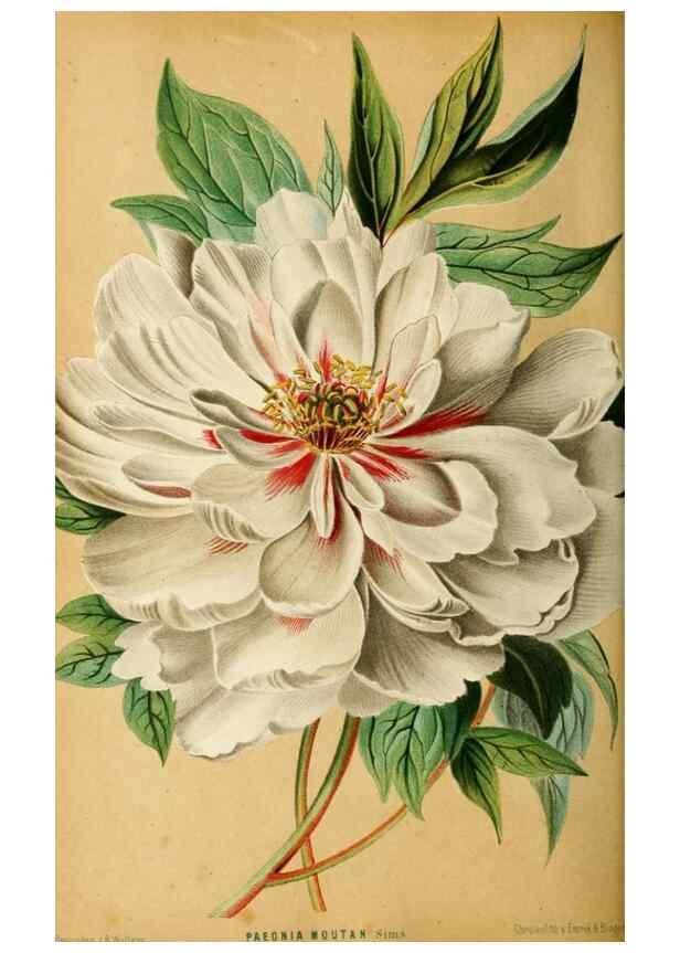 Reproducción/Reproduction 8969302606: Neerland's Plantentuin :. Groningen :J. Wolters,1865-1867.