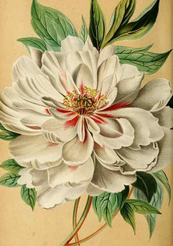 Reproducción/Reproduction 8969302606: Neerland's Plantentuin :. Groningen :J. Wolters,1865-1867.
