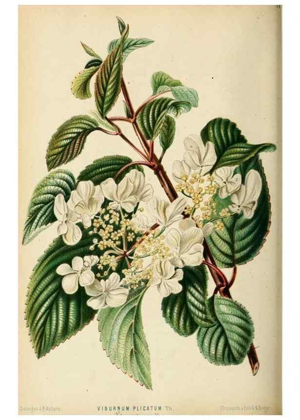 Reproducción/Reproduction 8969304316: Neerland's Plantentuin :. Groningen :J. Wolters,1865-1867.