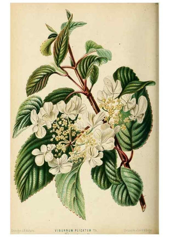 Reproducción/Reproduction 8969304316: Neerland's Plantentuin :. Groningen :J. Wolters,1865-1867.