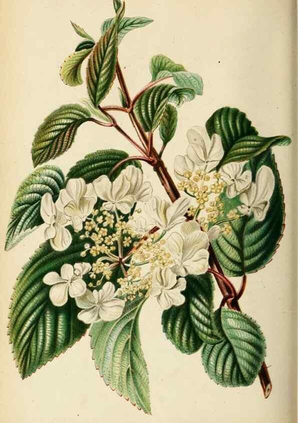 Reproducción/Reproduction 8969304316: Neerland's Plantentuin :. Groningen :J. Wolters,1865-1867.