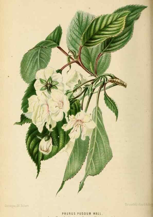 Reproducción/Reproduction 8968115459: Neerland's Plantentuin :. Groningen :J. Wolters,1865-1867.