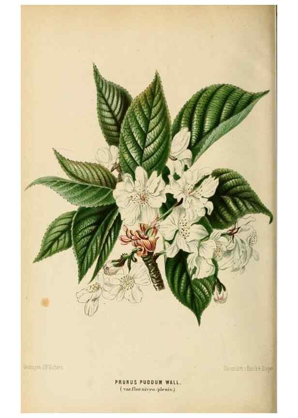 Reproducción/Reproduction 8968117389: Neerland's Plantentuin :. Groningen :J. Wolters,1865-1867.