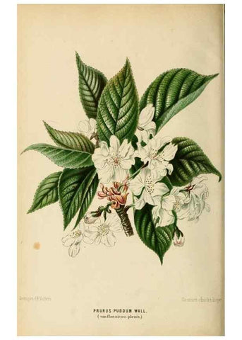 Reproducción/Reproduction 8968117389: Neerland's Plantentuin :. Groningen :J. Wolters,1865-1867.