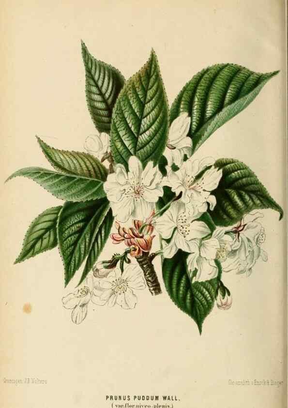Reproducción/Reproduction 8968117389: Neerland's Plantentuin :. Groningen :J. Wolters,1865-1867.