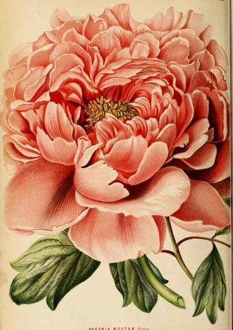 Reproducción/Reproduction 8969309754: Neerland's Plantentuin :. Groningen :J. Wolters,1865-1867.