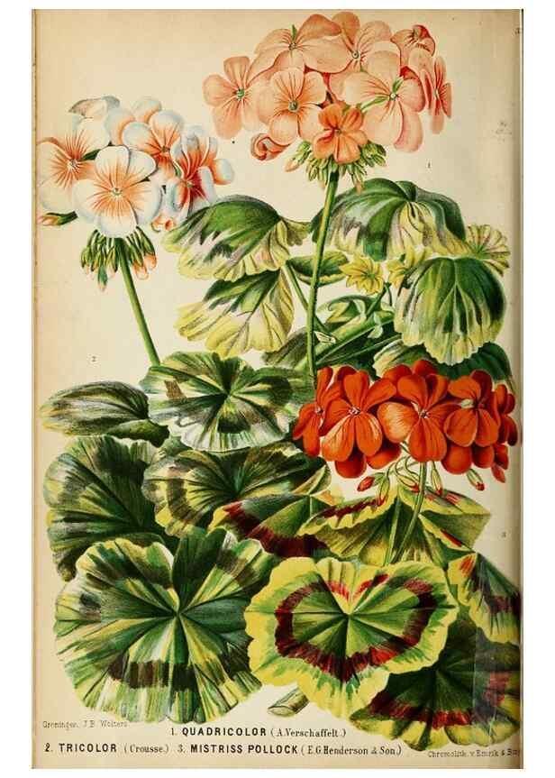 Reproducción/Reproduction 8969273282: Neerland's Plantentuin :. Groningen :J. Wolters,1865-1867.